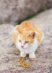 流浪猫吃的食物