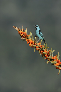 蓝 dacnis，dacnis cayana