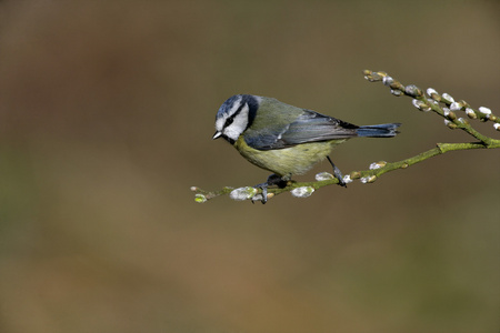 蓝雀，parus 鸢