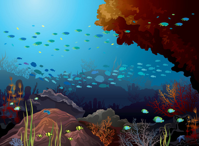 珊瑚礁和水下生物
