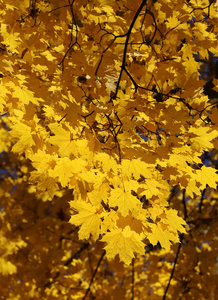黄色的秋天枫叶的分支