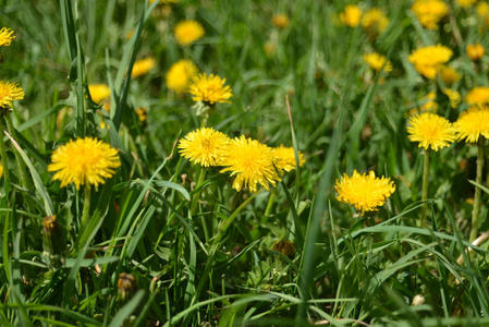 黄色的蒲公英，在绿色的草地