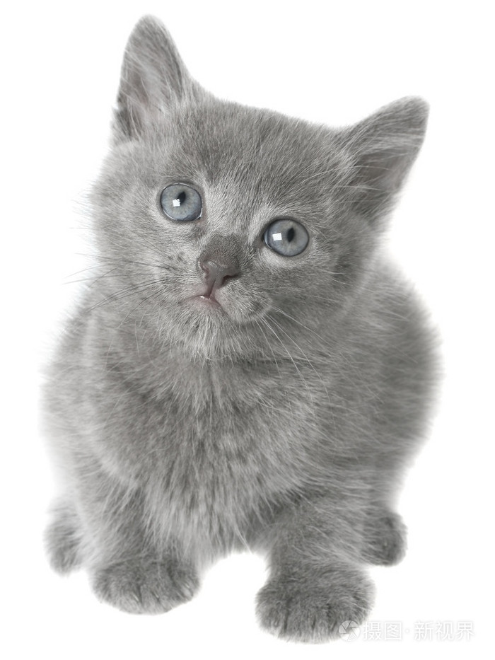 孤立的小灰色短毛猫小猫坐