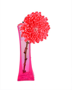 红菊花插在花瓶里