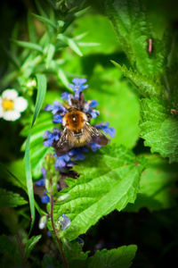 ajuga 绢毛匍匐