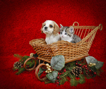 圣诞小狗和小猫图片