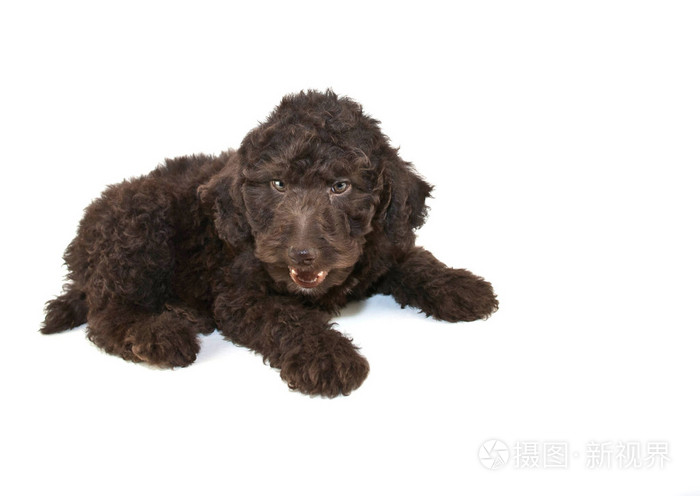 说话的狮子狗照片-正版商用图片1dul61-摄图新视界