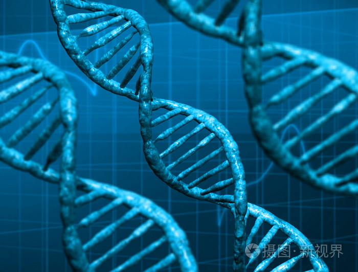 dna 的三维结构