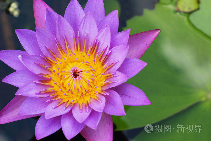 紫莲花紫色花