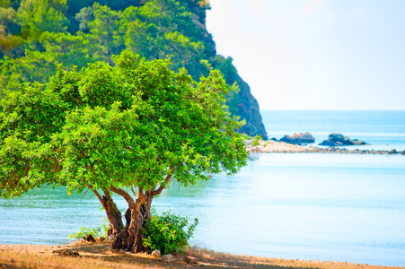 在早晨的岩石海滩上的绿树