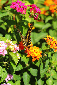  Lantana camara  butterflies swarm Gaysorn flowers.