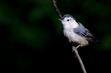 白胸鳾绿色背景