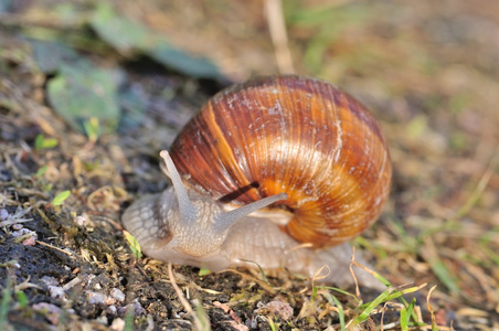 勃艮第蜗牛图片