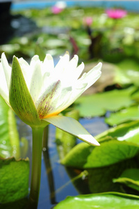 花白莲花