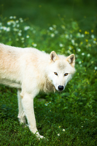 北极狼 犬红斑狼疮动物 aka 极地狼还是白狼