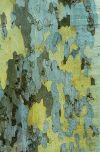 美国梧桐纹理的树皮图片