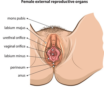 女性器官