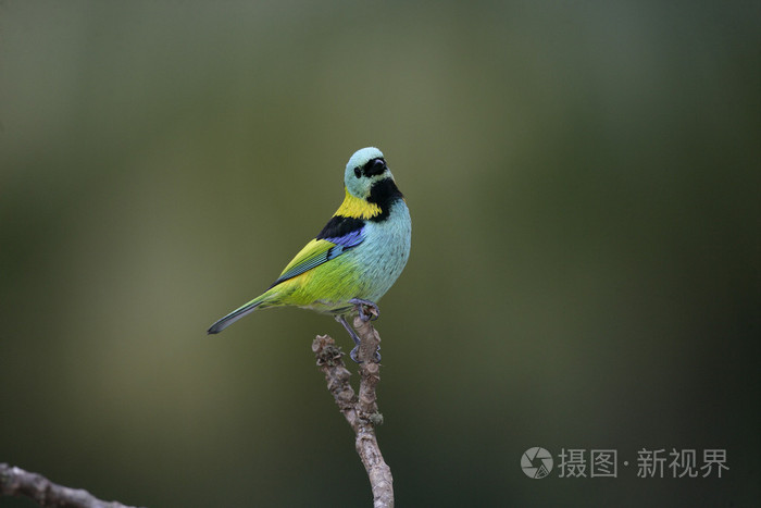 绿头的山雀tangaraseledon