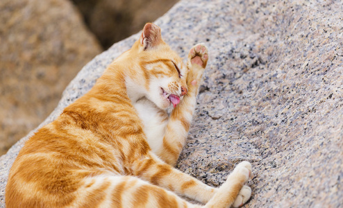 躺在岩石上的流浪猫