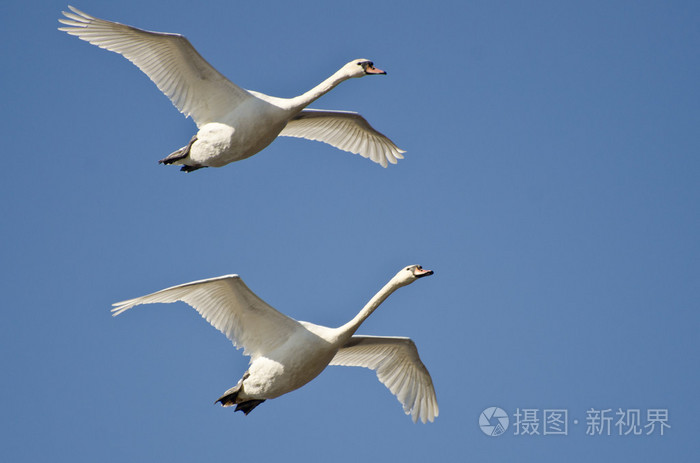 对天鹅在蓝色的天空中飞翔