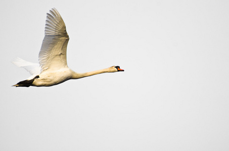 疣鼻天鹅飞在白色背景上