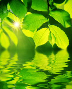 反映在水中，是浅绿色的树叶