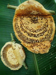 六角形 金 蜂蜡 甜言蜜语 糖 蜡 蜂巢