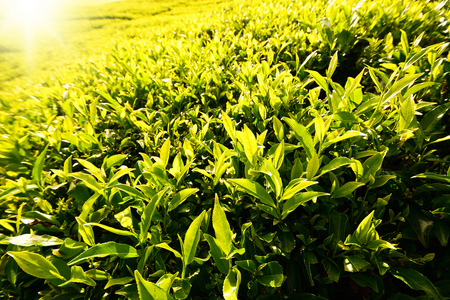 绿茶芽和叶