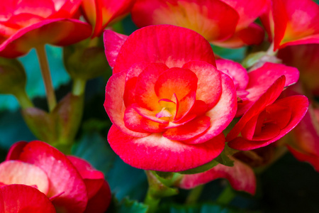 红海棠花