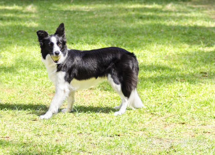 边境牧羊犬