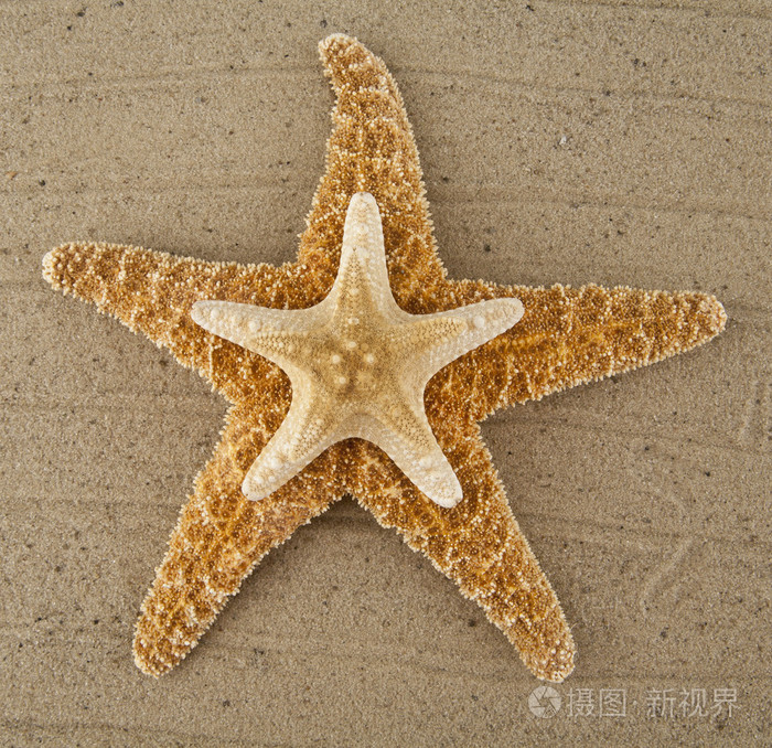 海星