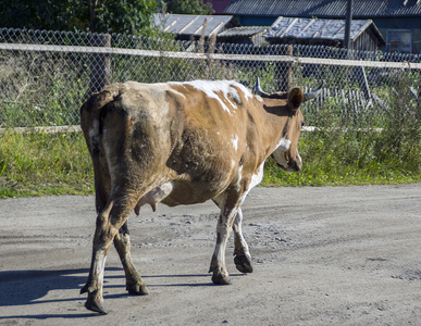 牛在路上要在早上它吃草