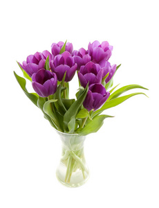在白色背景上的花瓶紫色荷兰郁金香