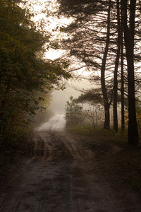 清晨穿过秋林的乡间小路。雾霭中的乌克兰森林和树木