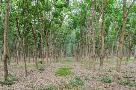 橡胶树种植