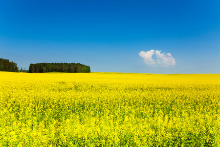 春天在白俄罗斯的黄色字段