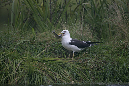 小雅黑背鸥 黑青海田鼠