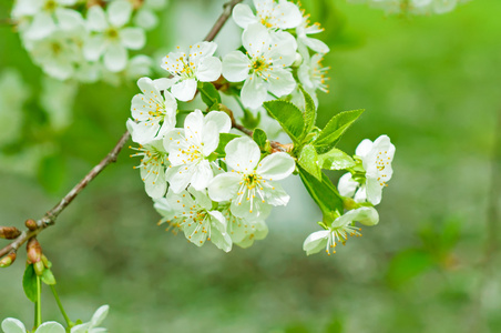 樱桃花