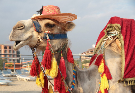 花式旅游骆驼