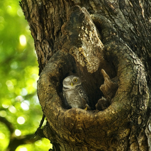 里面一棵树上的猫头鹰巢穴