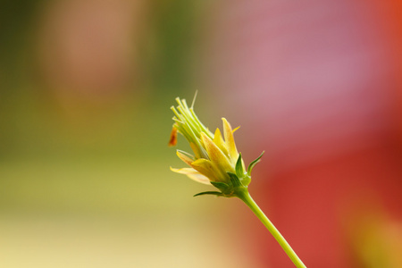 黄波斯菊花卉