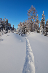 在雪中径