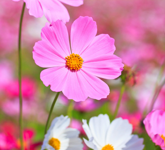 波斯菊花海