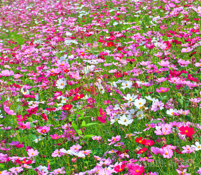 波斯菊花海