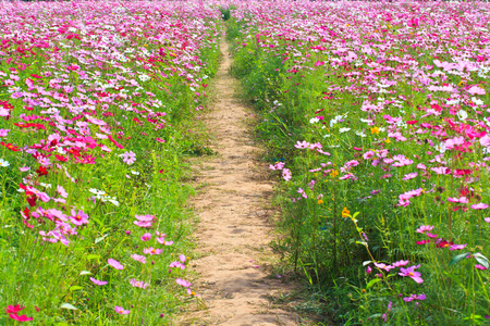 波斯菊花海