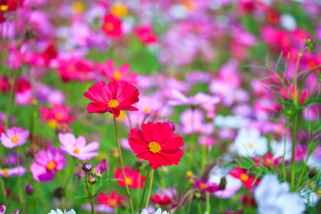 波斯菊花海