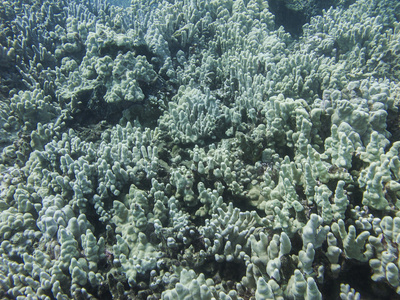 太平洋珊瑚礁