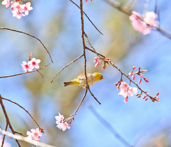 樱花盛开