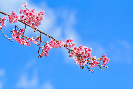 樱花盛开