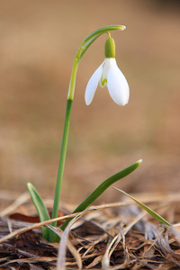 雪花莲春天